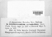 Lophodermium xylomoides image